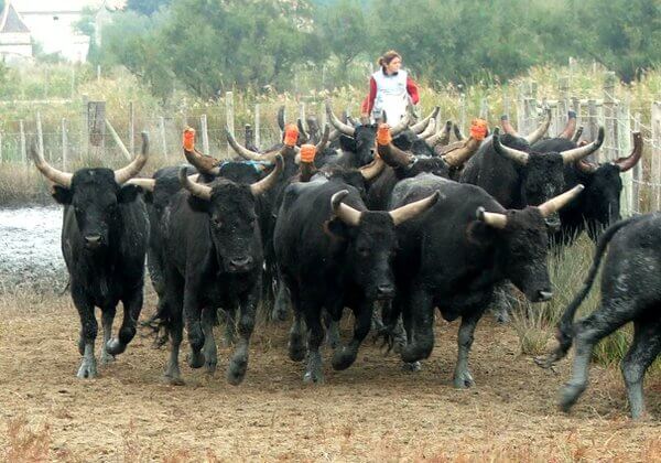 cheveaux feria camargue